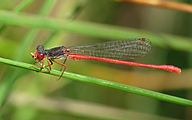 Small Red Damsel (Ceriagrion Tenellum)